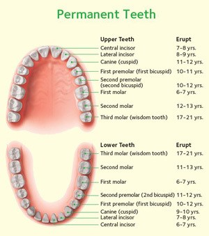 Eruption Sequence Of Primary And Permanent Teeth - whiletrue.live