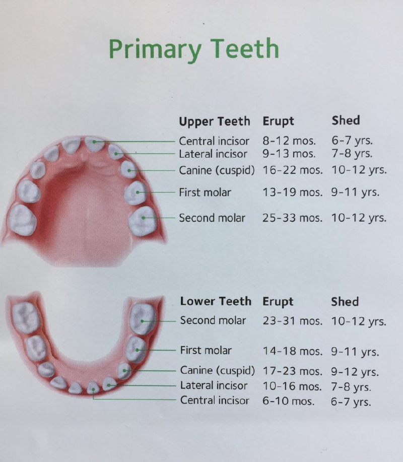 Eruption Sequence Of Primary And Permanent Teeth - Whiletrue.live